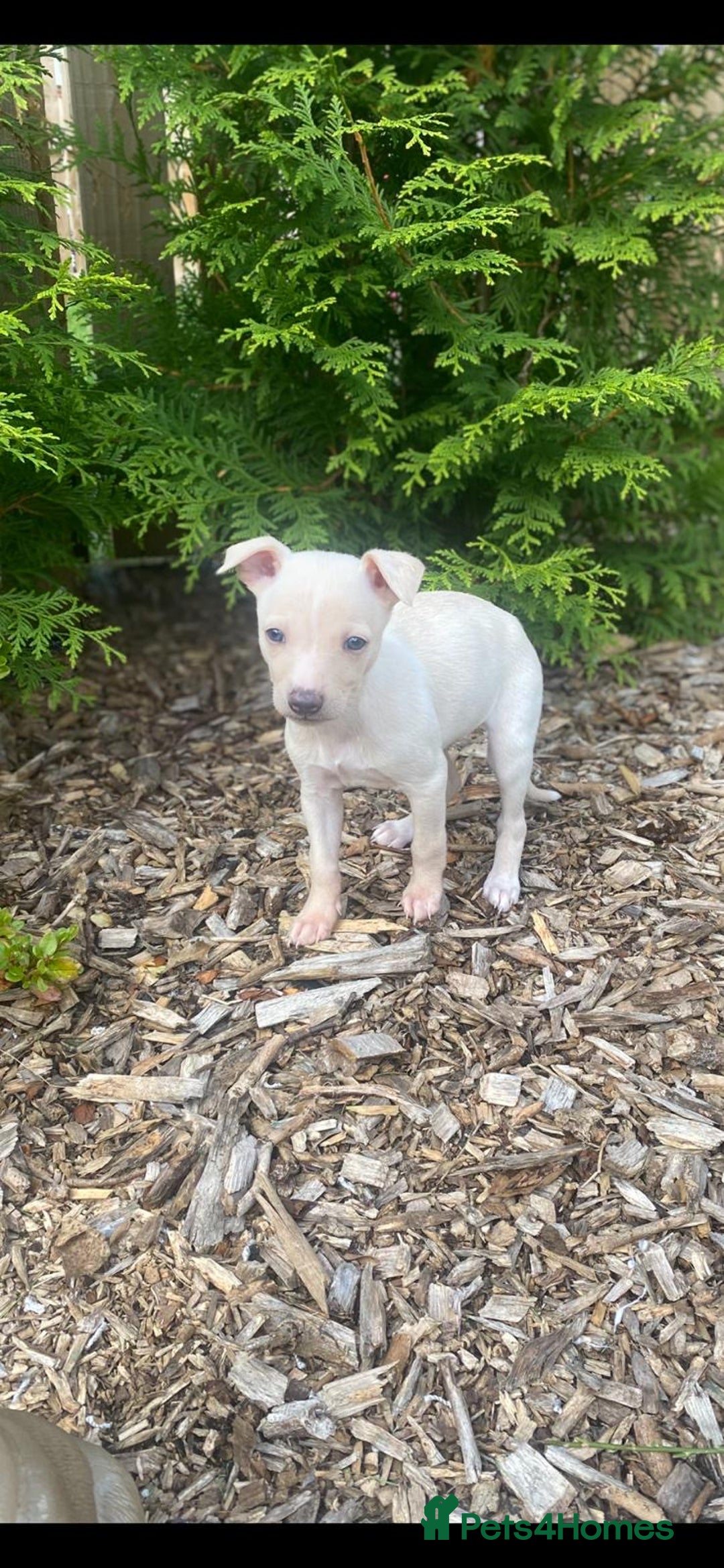 Italian Greyhound dogs for sale: Italian greyhound puppies - Image 19