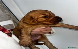 Cockapoo dogs for sale: Beautiful cockerpoo puppies  - Image 17