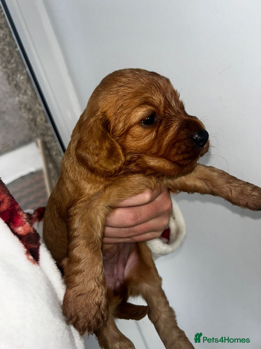 Cockapoo dogs for sale: Beautiful cockerpoo puppies  - Image 17
