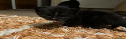 Mixed Breed cats for sale: Black cat  - Advert 8