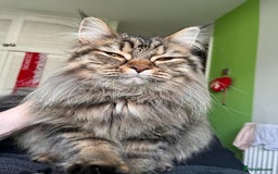 Maine Coon cats for sale: Maine Coon Kittens  - Image 5