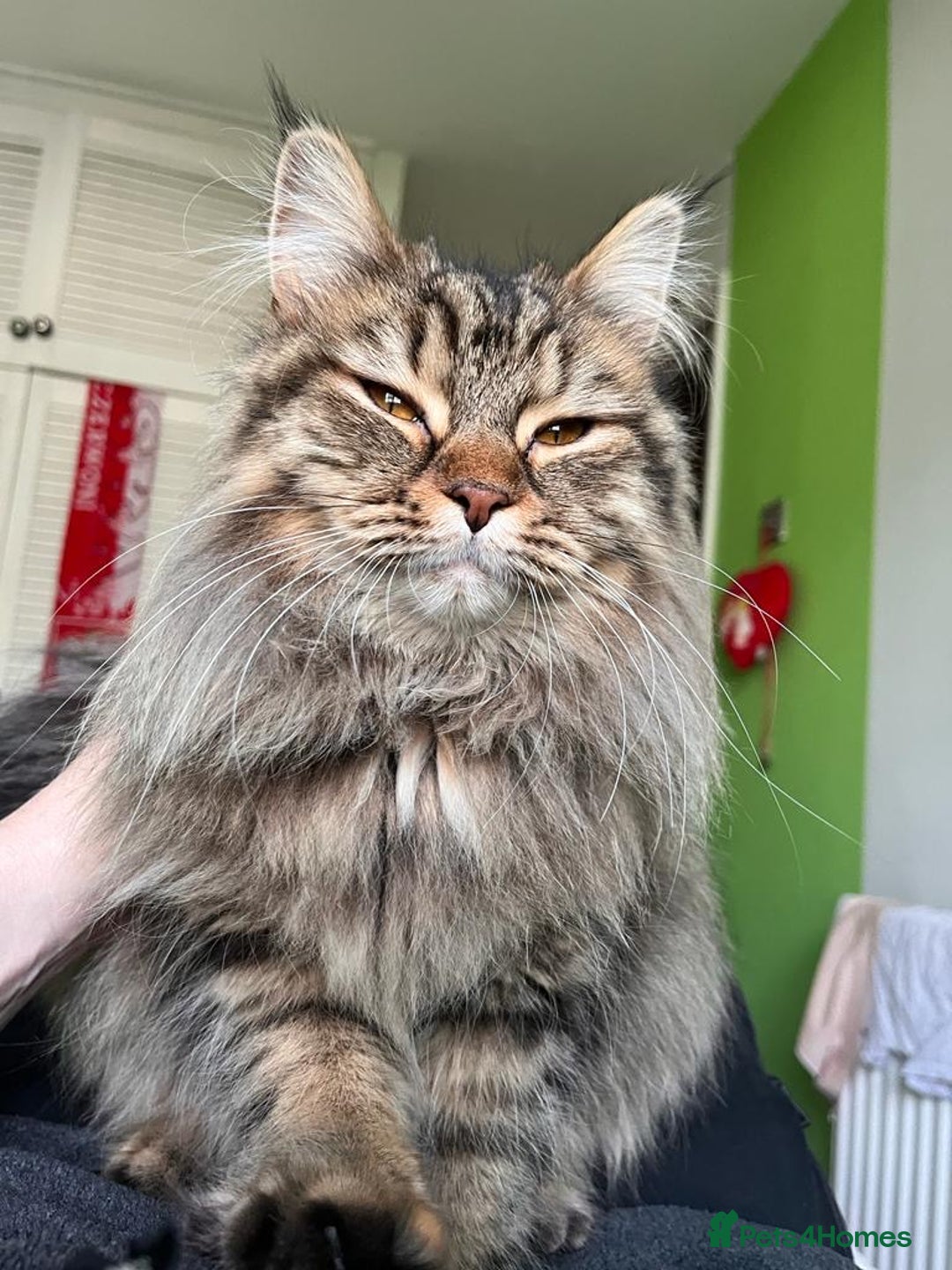 Maine Coon cats for sale: Maine Coon Kittens  - Image 5