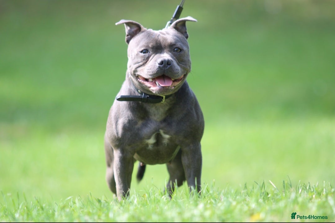 Staffordshire Bull Terrier dogs for sale: Adult Blue female - Advert 7
