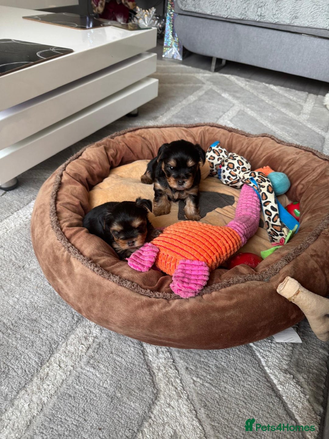 Yorkshire Terrier dogs for sale: Miniature Yorkshire terrier  - Advert 7