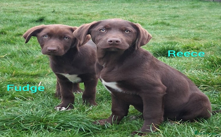 Borador dogs - Advert 6