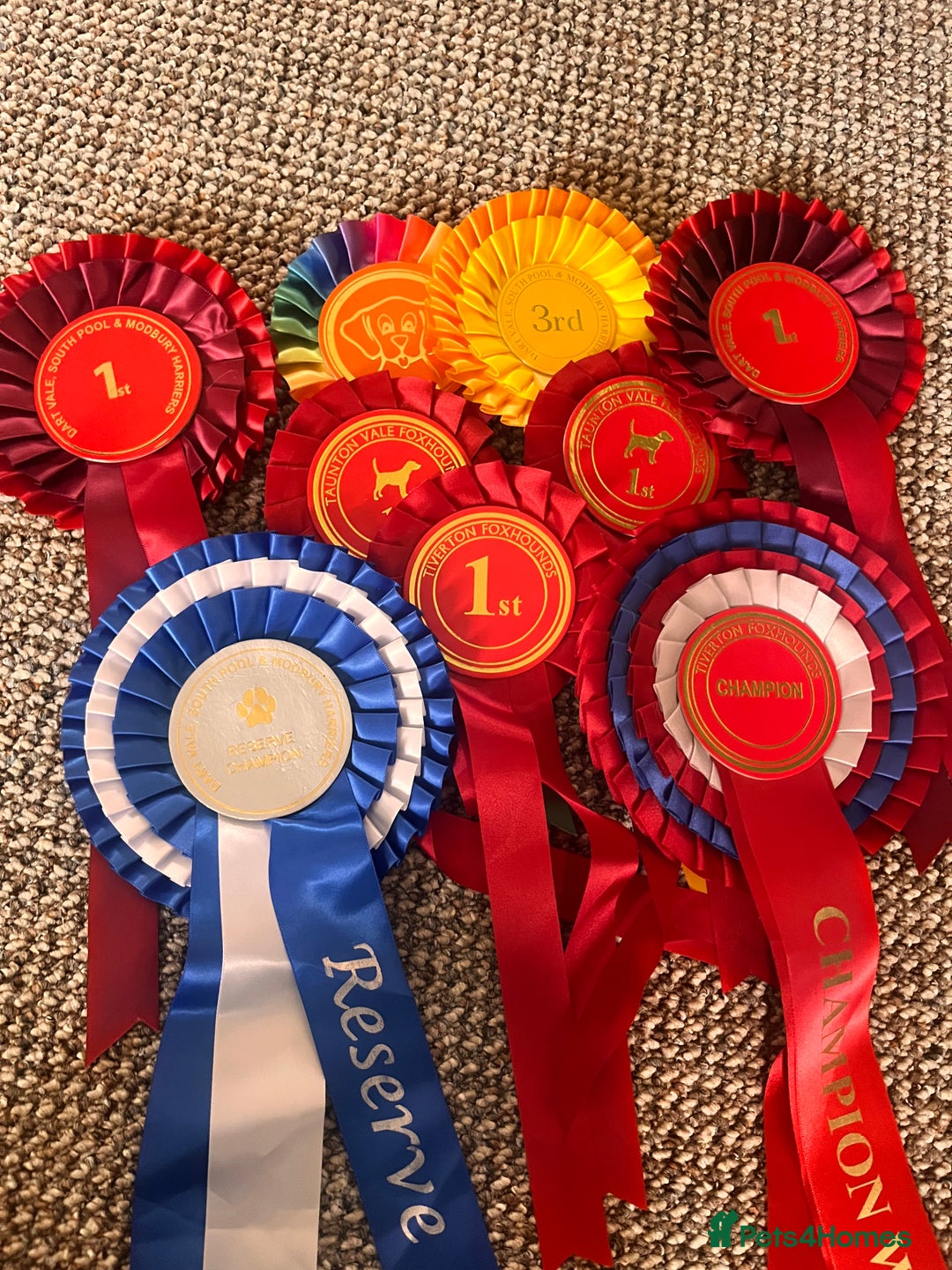 Whippet dogs for sale: Champion KC whippet puppies  - Advert 4