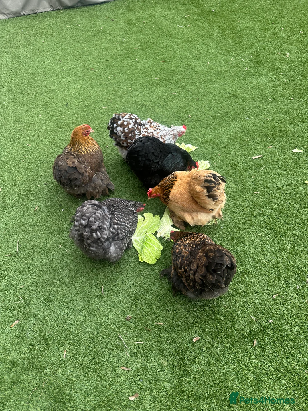 Chickens poultry for sale: 9 Batam Pekins  - Advert 4
