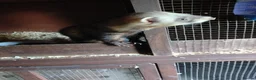 Ferret rodents for sale: Male and female ferrets  - Advert 1