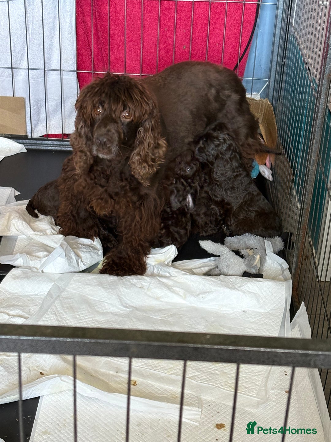 Cockapoo dogs for sale: Gorgeous cockapoo puppies  - Image 17
