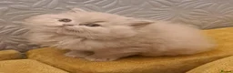 British Longhair cats for sale: Gorgeous BLH Kittens - Advert 7