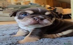 English Bulldog dogs for sale: English Bulldog puppie- Chocolate/tan & Brindle - Image 11
