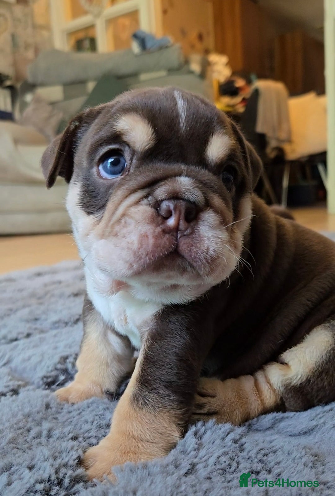 English Bulldog dogs for sale: English Bulldog puppie- Chocolate/tan & Brindle - Image 11