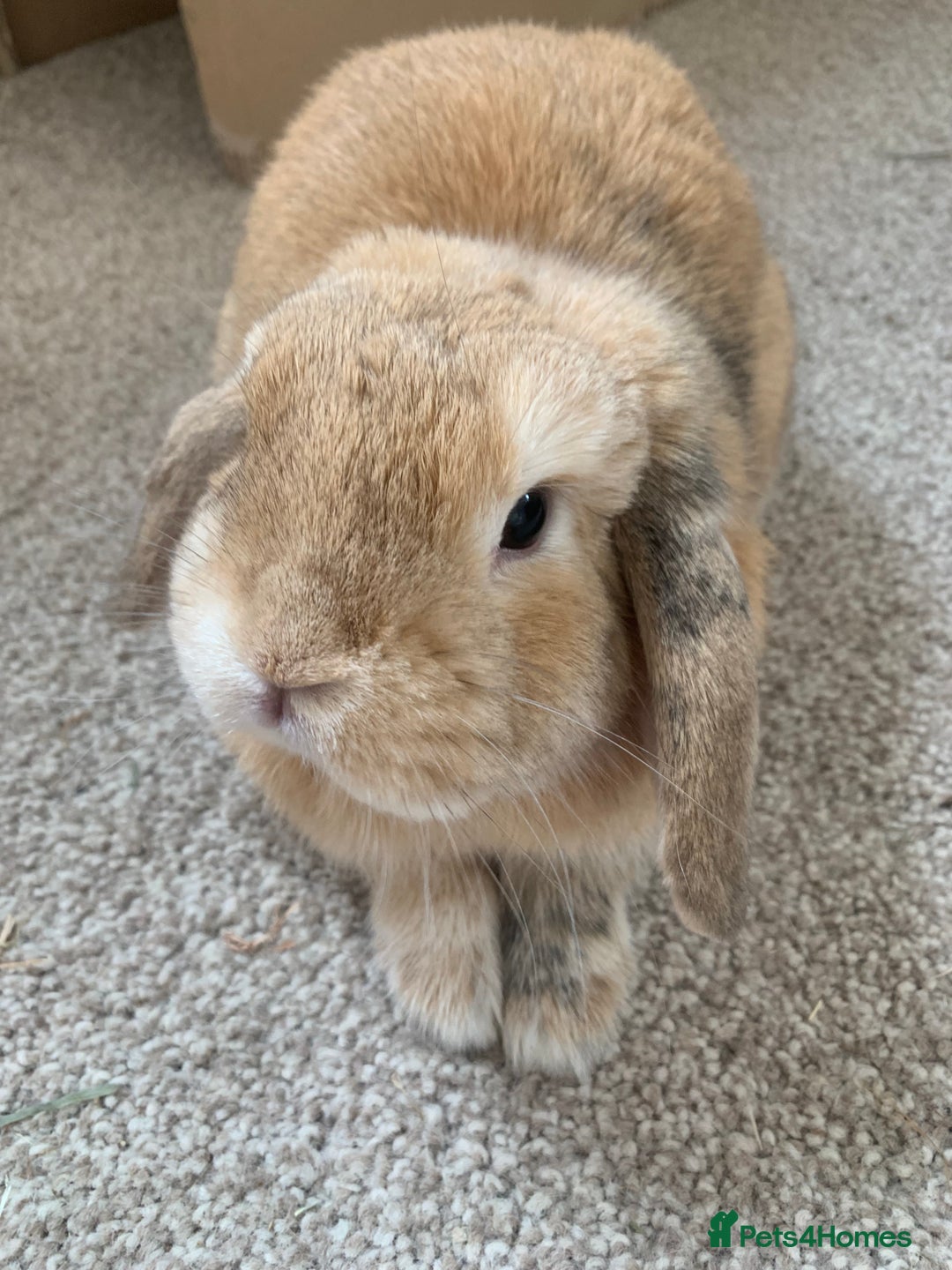 Mini Lop rabbits for sale: Two Bonded Mini Lops looking for a home ❤️ - Advert 5