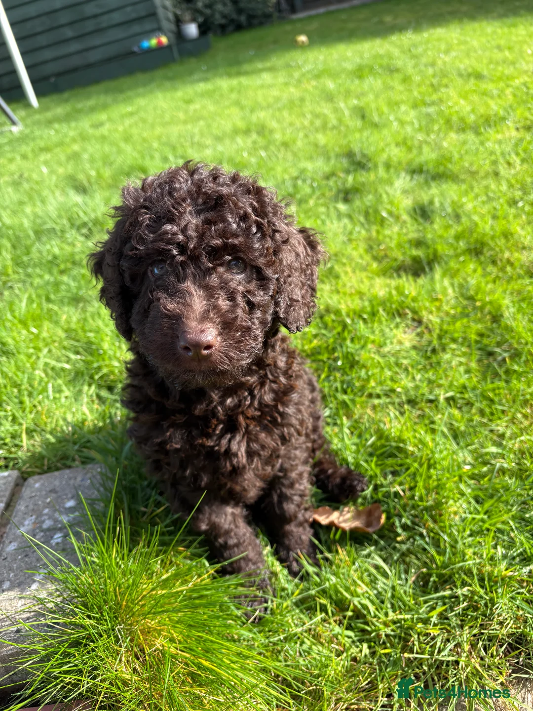 Cockapoo dogs for sale: Gorgeous brown cockapoo  in Ipswich - Advert 4