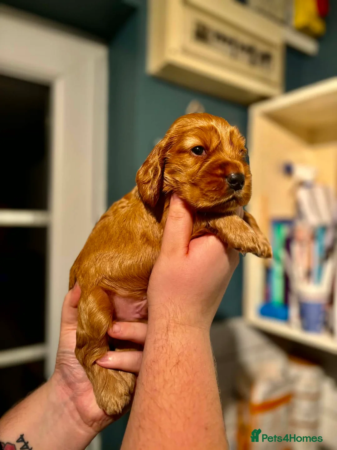 Cocker Spaniel dogs for sale: Last little boy looking for his sofa 🐾 - Advert 2