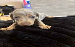 Miniature Dachshund dogs for sale: Stunning miniature dachshunds in Kidderminster - Image 22