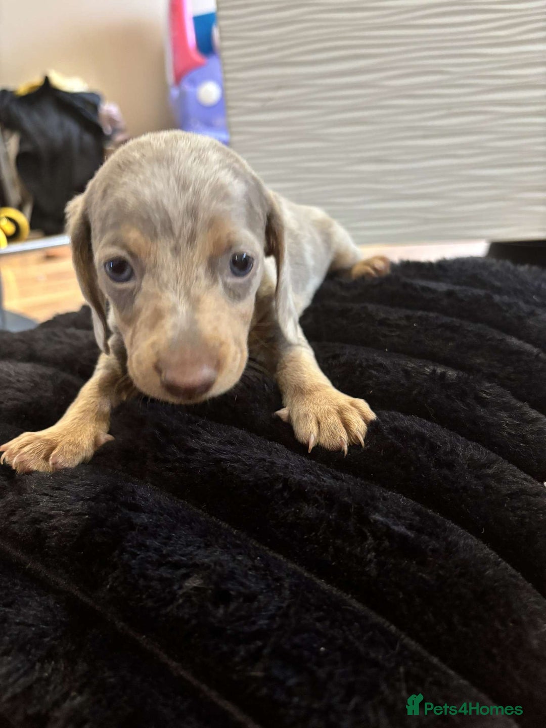 Miniature Dachshund dogs for sale: Stunning miniature dachshunds in Kidderminster - Image 22