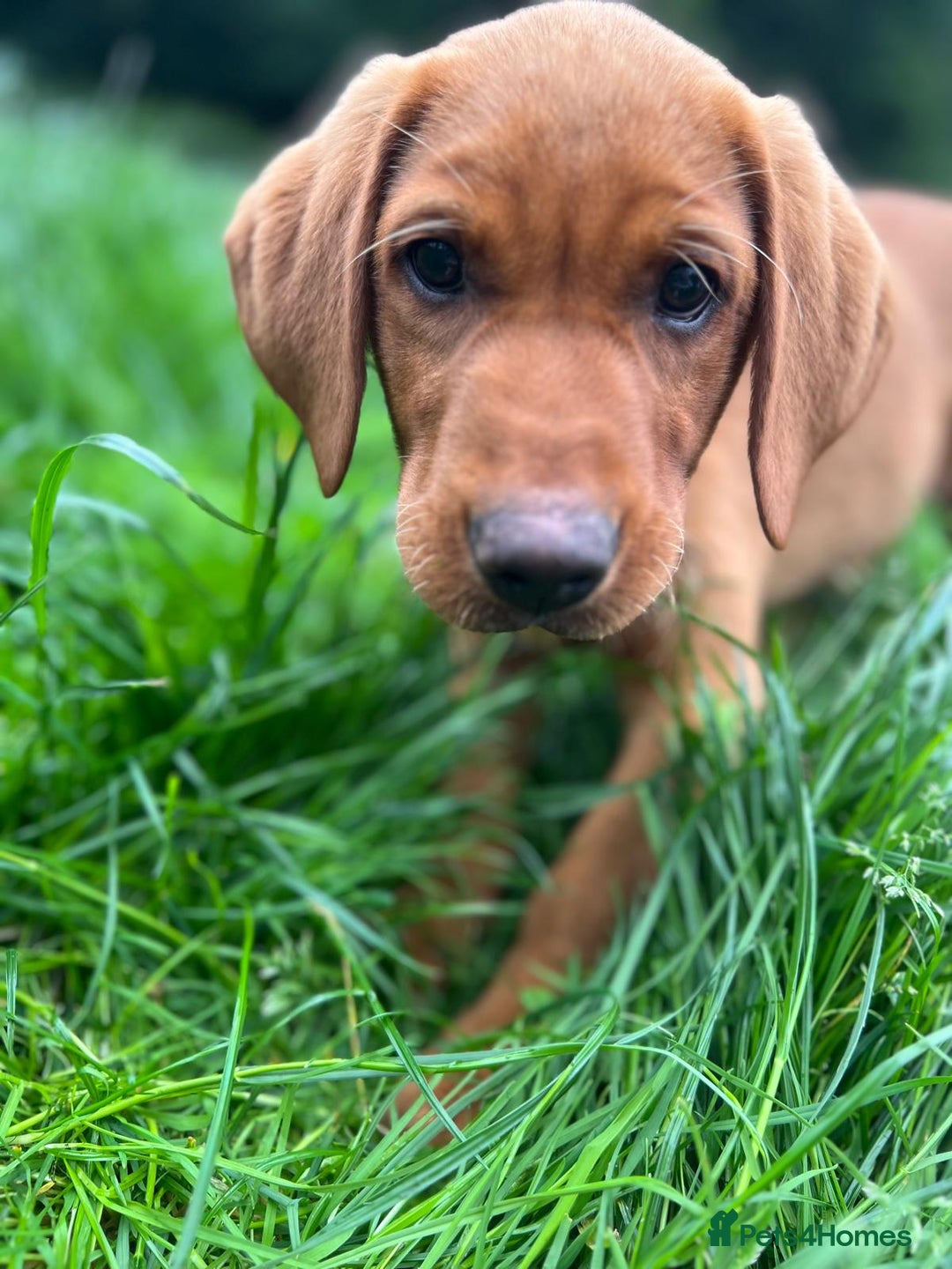 Labrador Retriever dogs for sale: exceptional dark fox red puppies - Image 4