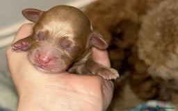 Cavapoo dogs for sale: FB1 cavapoo - Image 5