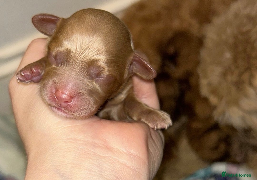 Cavapoo dogs for sale: FB1 cavapoo - Image 5