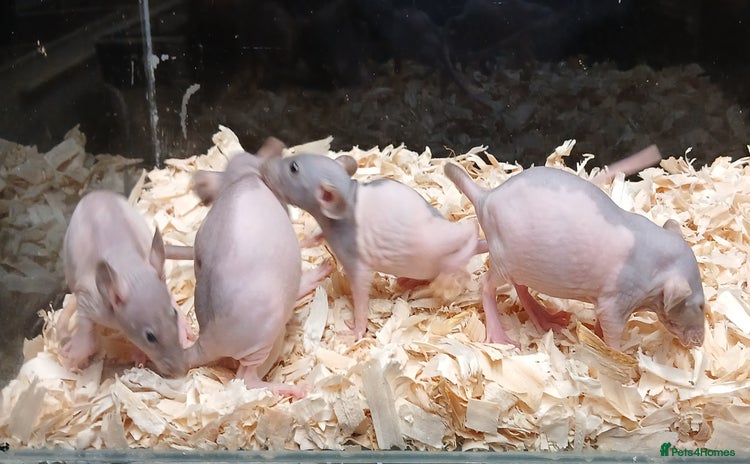 Rat rodents - Advert 2