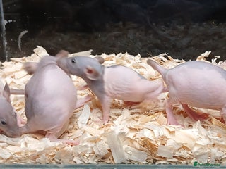 Rat rodents - Advert 18