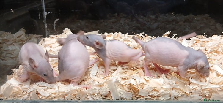 Rat rodents - Advert 4