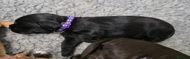 Cocker Spaniel Puppy 3 (purple collar)