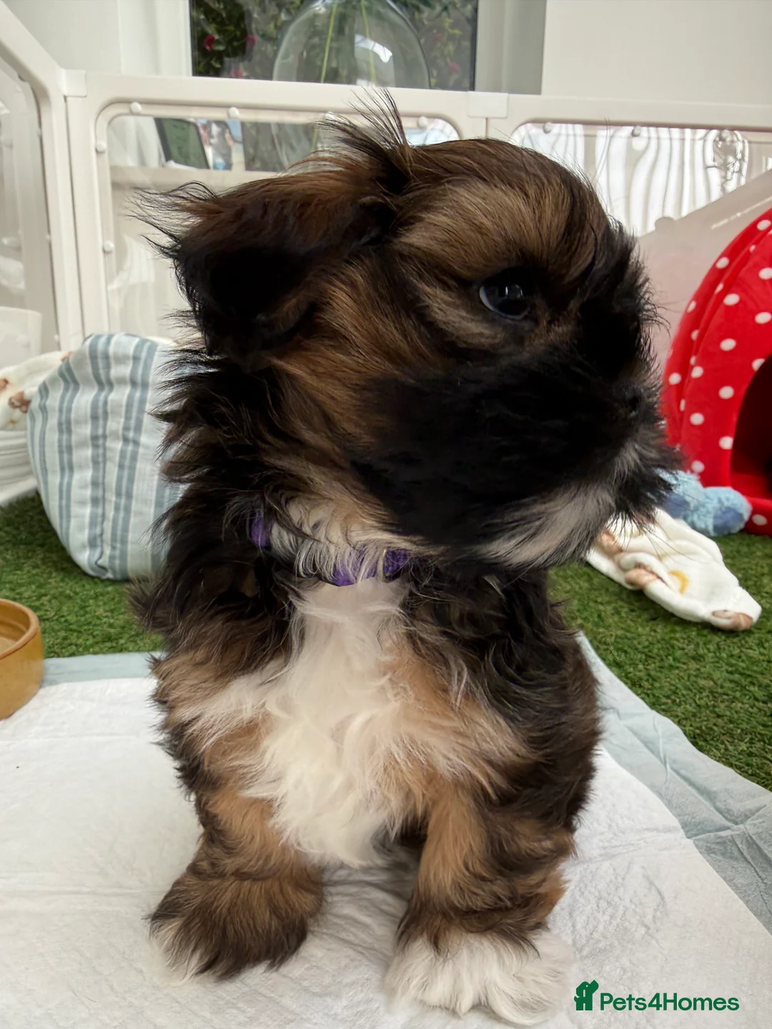 Lhasa Apso dogs for sale: Beautiful Lhasa Apso Boys 8 weeks old - Advert 5