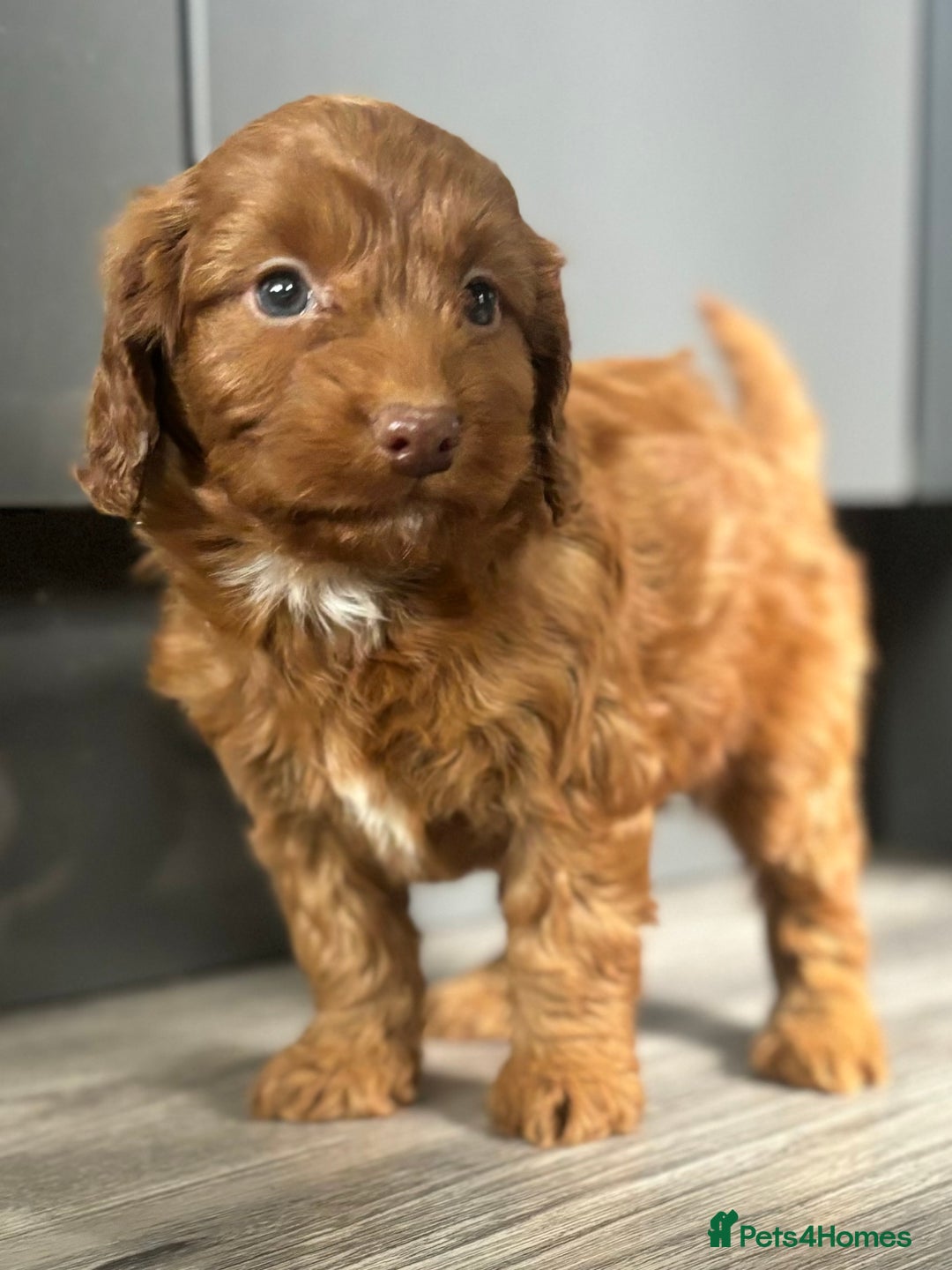 Cockapoo dogs for sale: Cockapoo puppies  - Image 11