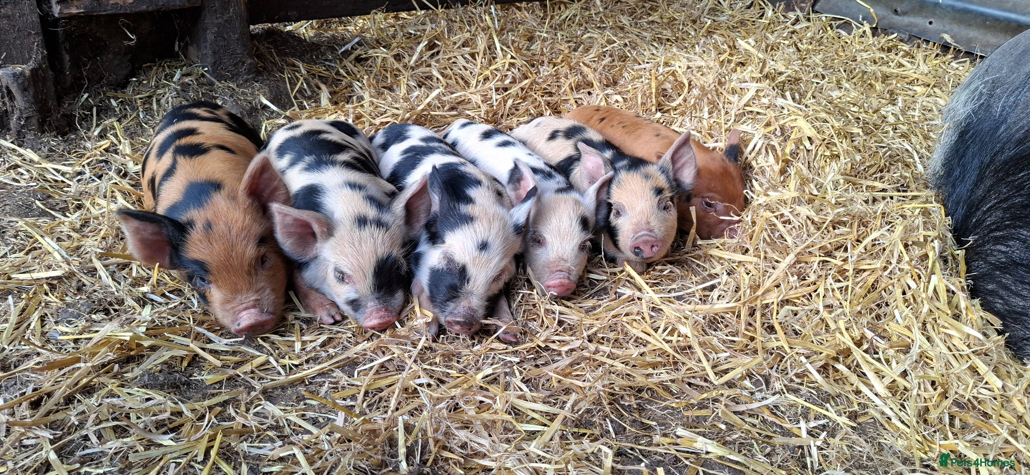 Pig livestock Kunekune piglets - Advert 1