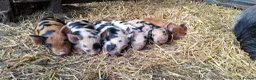 Pig livestock for sale: Kunekune piglets - Advert 1