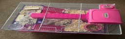 Hamster rodents for sale: Roborovski Dwarf Hamster  in Stockton-on-Tees - Advert 3