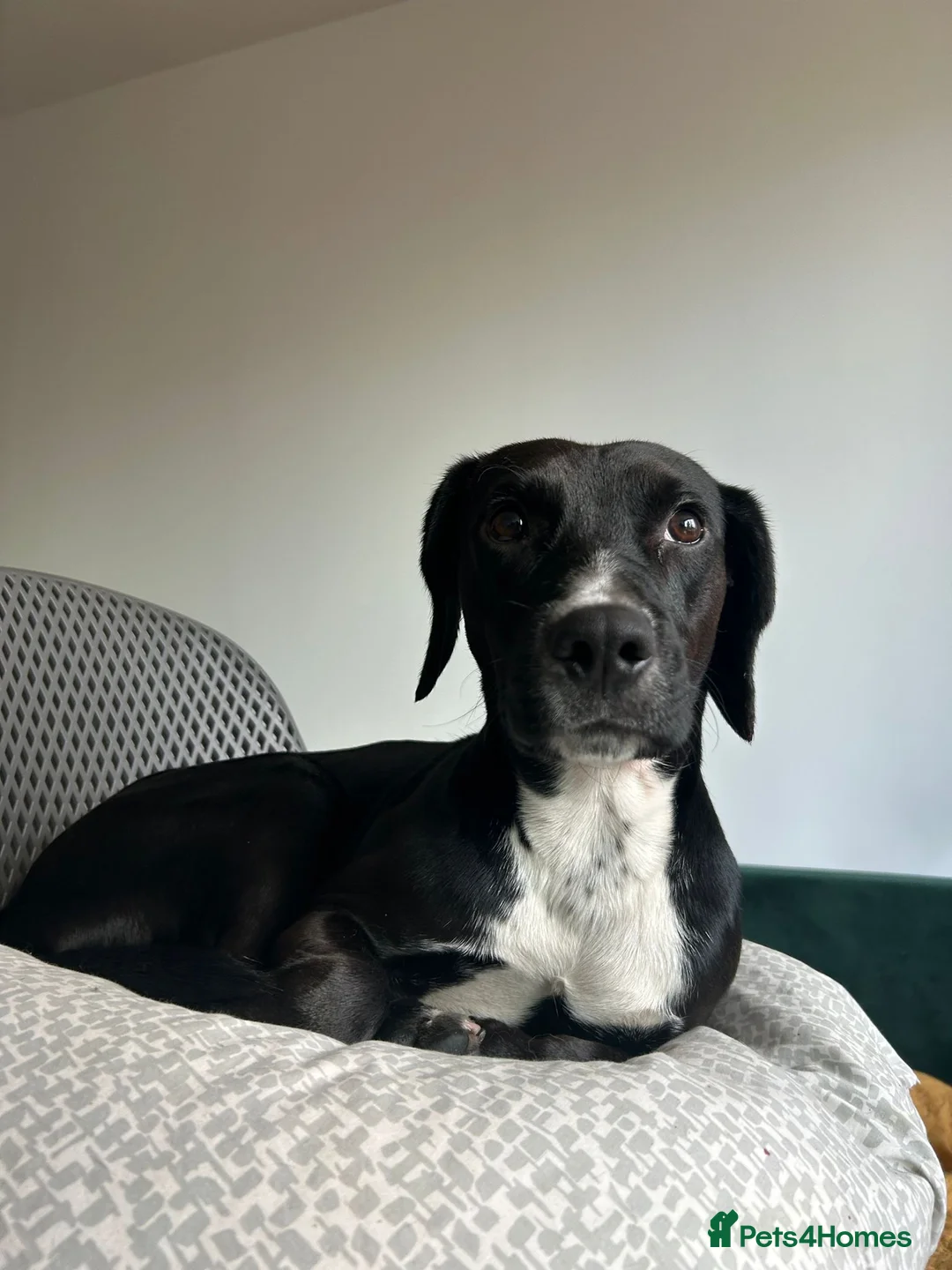 Mixed Breed dogs for adoption: ❤️🐶 WALTER – SWEET YOUNG BOY NEEDS URGENT FOSTER in Salford - Advert 18