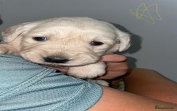 Golden Retriever dogs for sale: Golden Retriever Puppies for Sale - Image 8