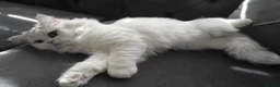 Persian cats for sale: Persian chinchilla silver back in Walsall - Advert 11