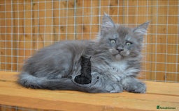 Maine Coon cats for sale: Maine coon kitten silver ticked girl TICA tested - Image 15
