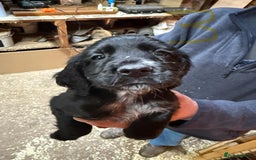 Cocker Spaniel dogs for sale: Cocker spaniel puppies - Image 4