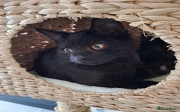 British Shorthair cats for sale: 🤎SALE!!! Chocolate BSH boy and girl, LONDON SE9🤎 - Image 15