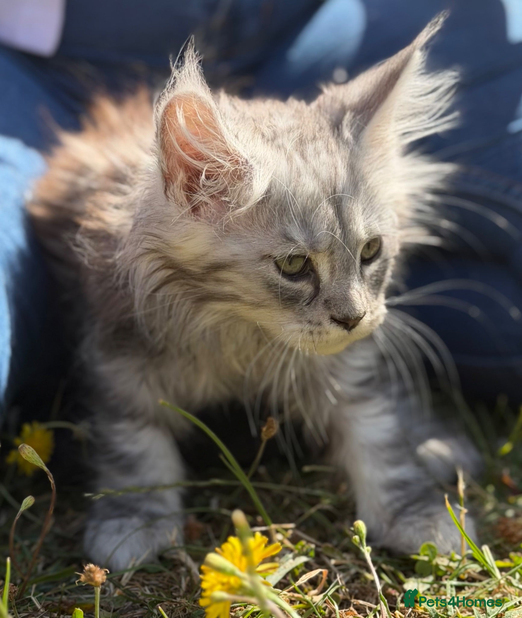 Maine Coon cats TICA active reg mainecoon kittens - Advert 2