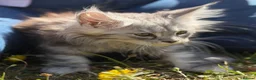 Maine Coon cats for sale: TICA reg mainecoon kittens - Advert 4