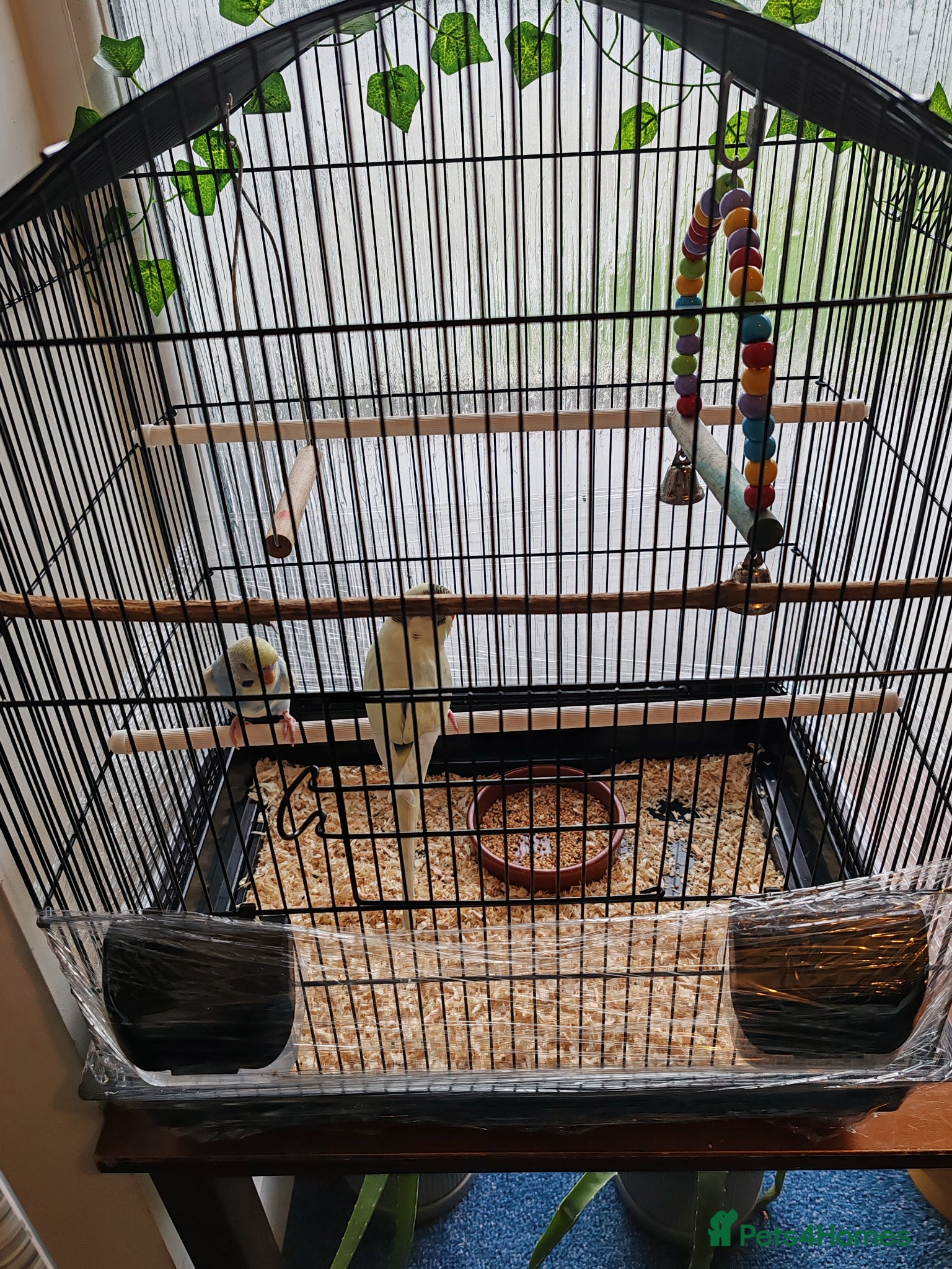 Parrots birds for sale: budgies 2 months and 3 months 1 week  - Advert 15