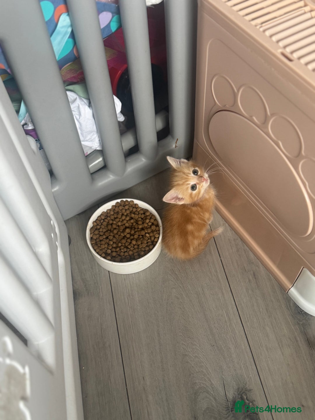 Domestic Shorthair cats for sale: Ginger kittens  - Image 5
