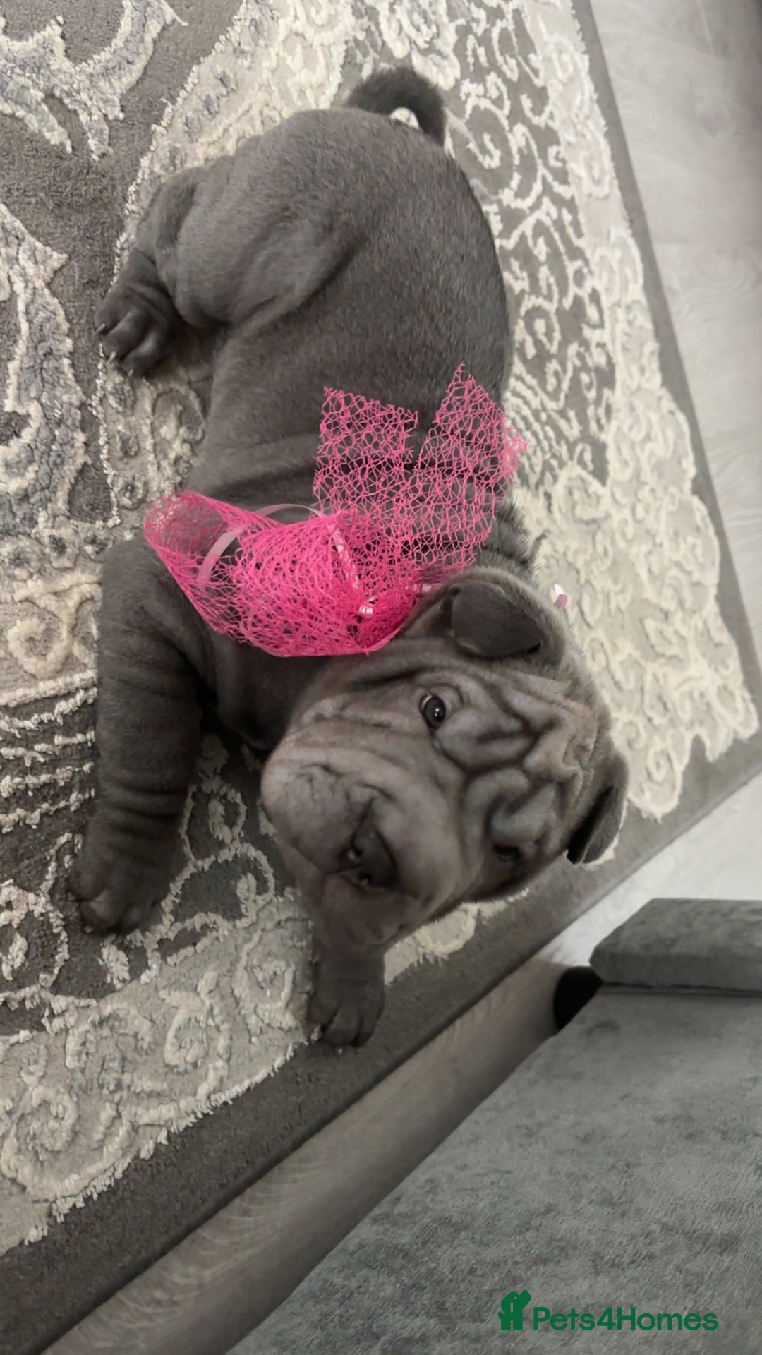 Shar Pei dogs for sale: Shar pei puppies - Advert 1