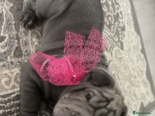 Shar Pei dogs Shar pei puppies - Advert 4