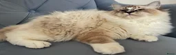 Ragdoll cats for stud: Proven Registered Stud - Advert 7