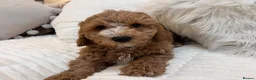 Mixed Breed dogs for sale: One male beutiful male cavapooshion puppy     - Advert 13