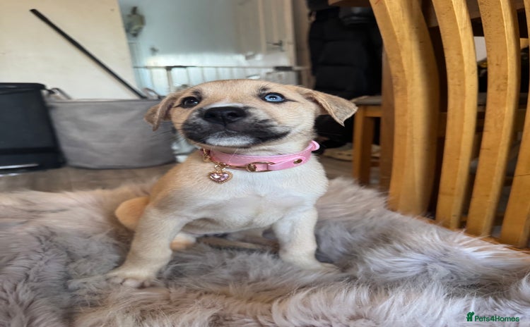 Mixed Breed dogs - Advert 15