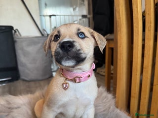 Mixed Breed dogs - Advert 12