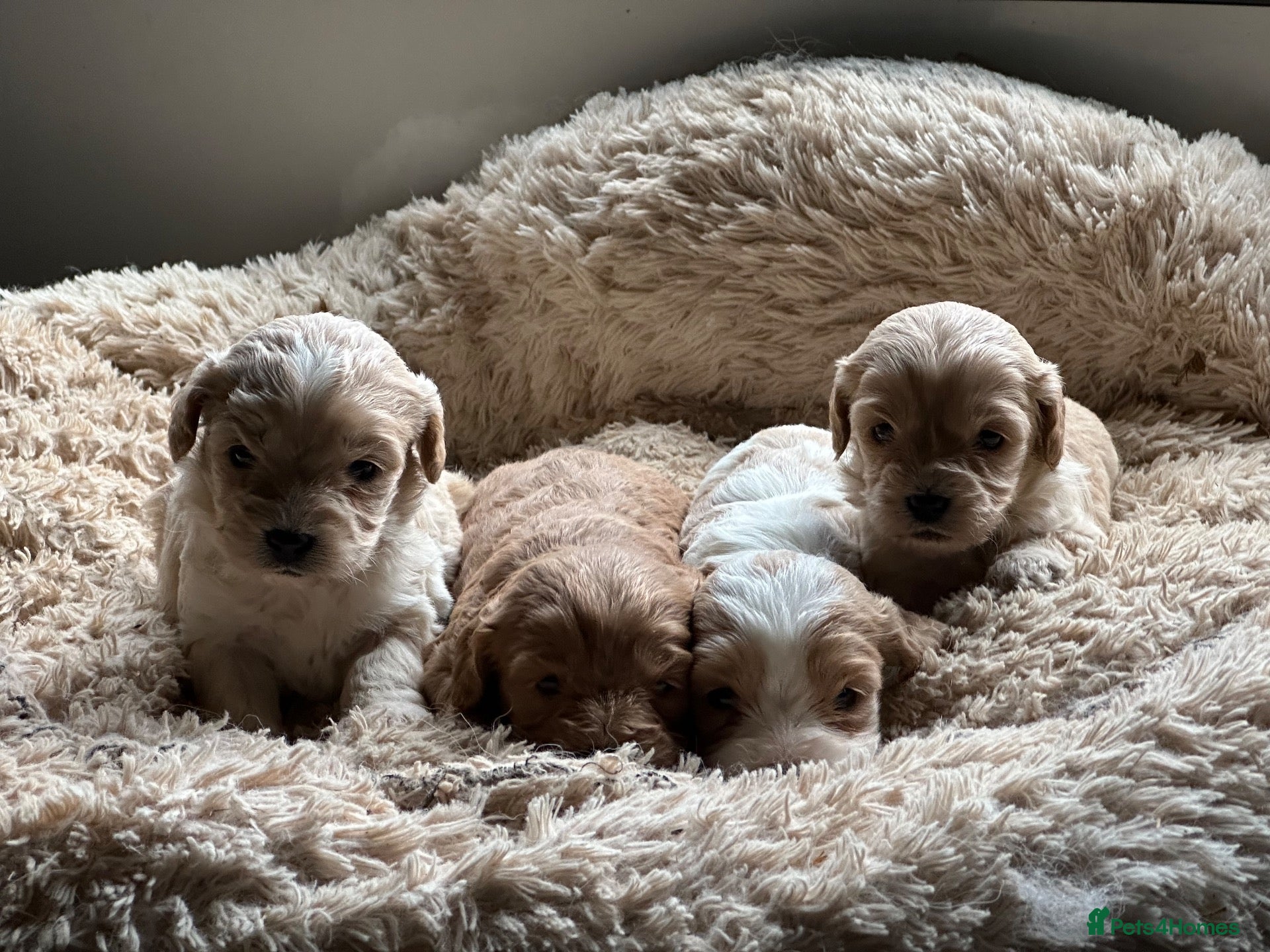 Cavapoo dogs for sale: Beautiful cavapoo puppy puppies apricot red F1 - Advert 19
